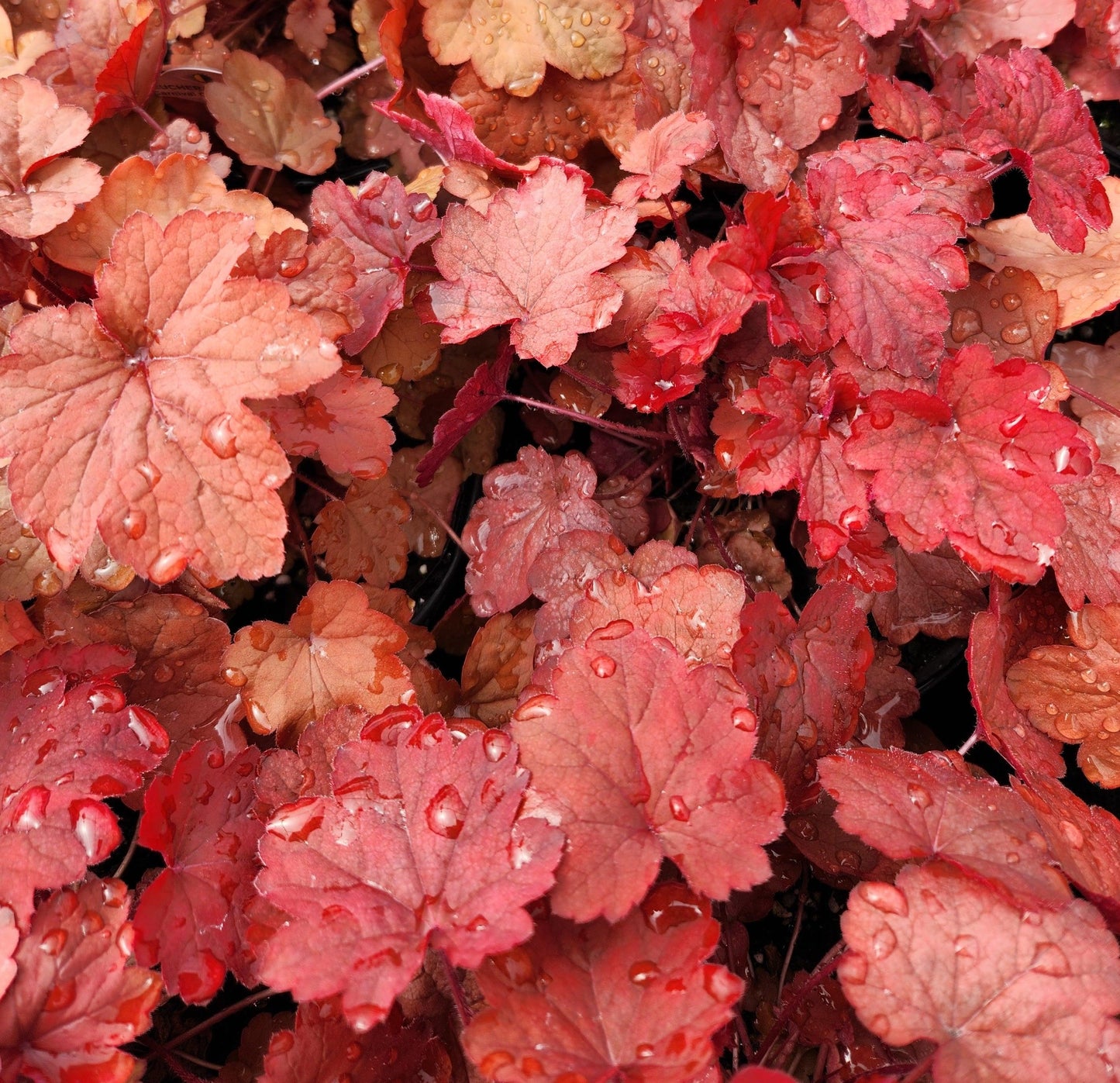 Heuchera X 'carnival Cinnamon Stick' - View 8 from www redcrocus com