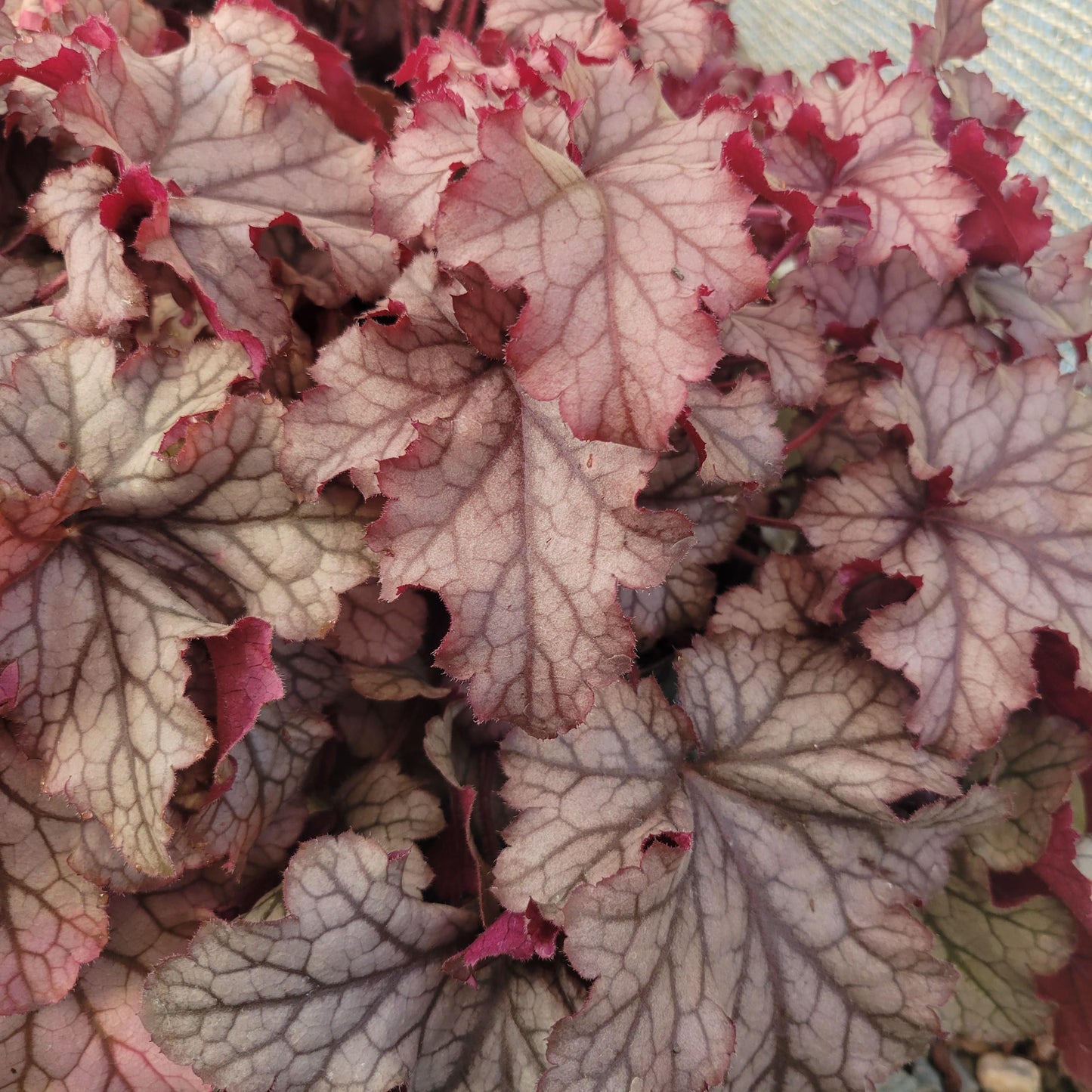 Heuchera X Villosa 'carnival Peach Parfait' - View 11 from www redcrocus com