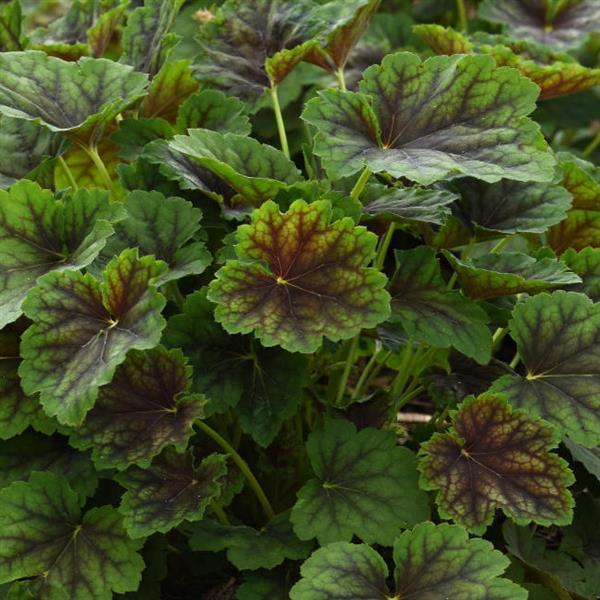 Heuchera X Villosa 'carnival Peach Parfait' - View 12 from www redcrocus com