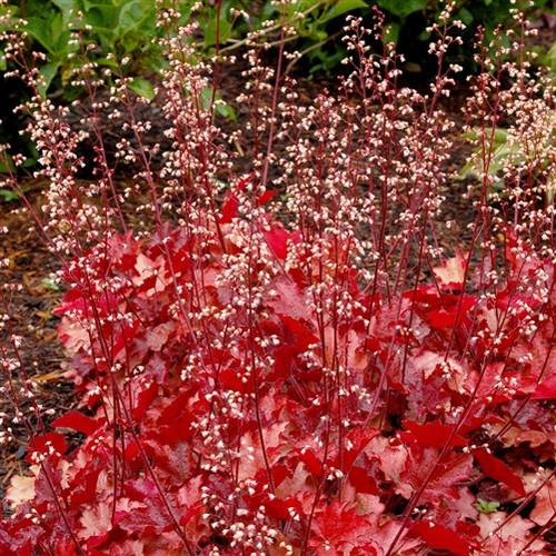 Heuchera X Villosa 'carnival Peach Parfait' - View 14 from www redcrocus com