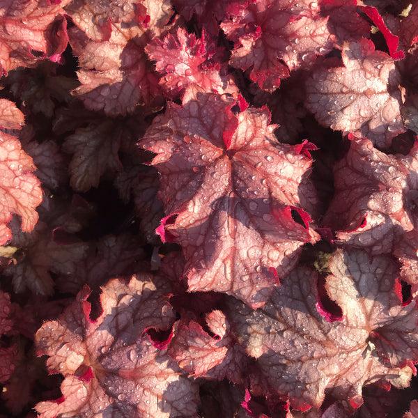 Heuchera X Villosa 'carnival Peach Parfait' - View 15 from www redcrocus com