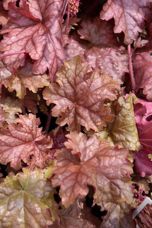 Heuchera X Villosa 'carnival Peach Parfait' - View 17 from www redcrocus com