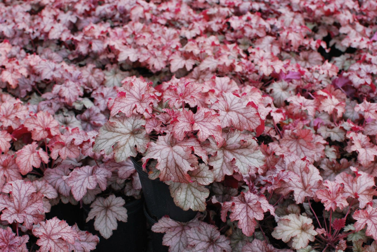 Heuchera X Villosa 'carnival Peach Parfait' - View 4 from www redcrocus com