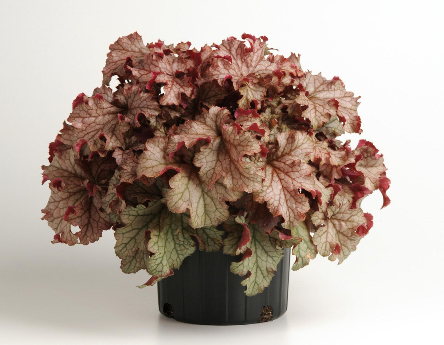 Heuchera X Villosa 'carnival Peach Parfait' - View 5 from www redcrocus com