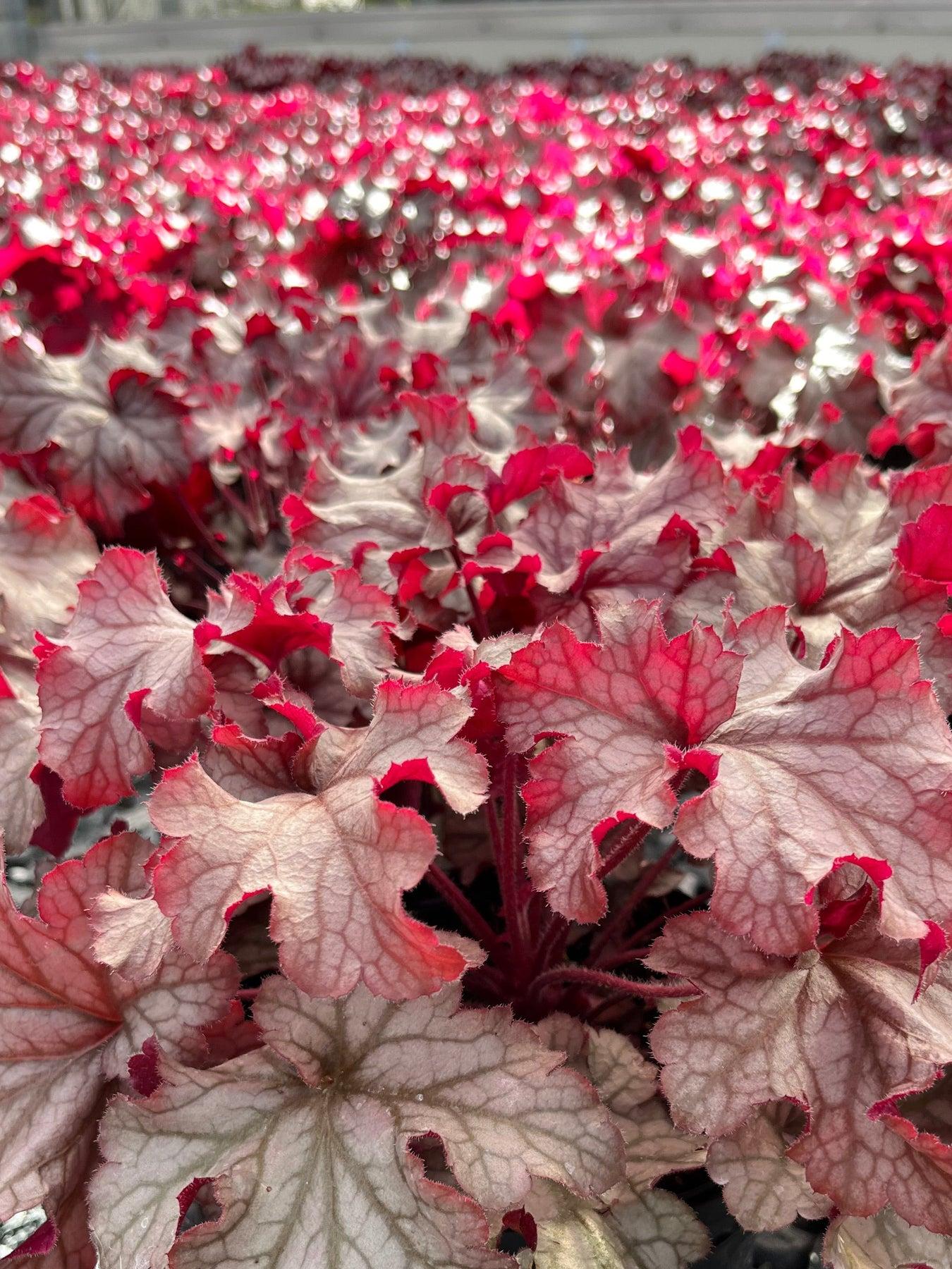 Heuchera X Villosa 'carnival Peach Parfait' - View 8 from www redcrocus com