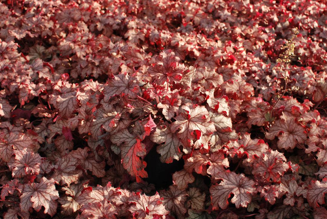 Heuchera X Villosa 'carnival Peach Parfait' - View 9 from www redcrocus com
