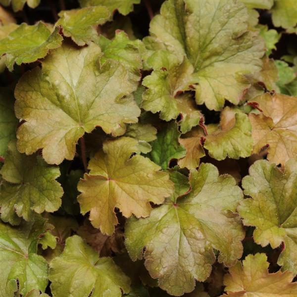Heuchera X Villosa 'carnival Rose Granita' - View 10 from www redcrocus com