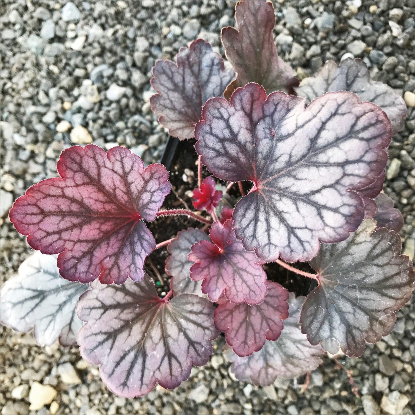 Heuchera X Villosa 'carnival Rose Granita' - View 11 from www redcrocus com