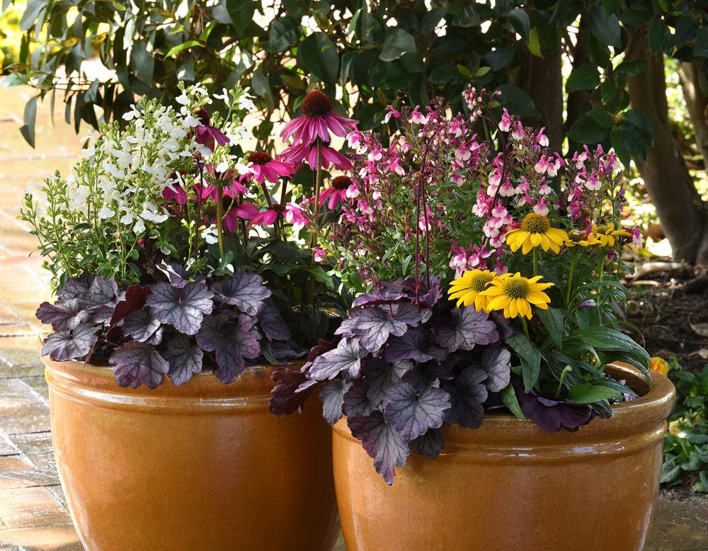 Heuchera X Villosa 'carnival Rose Granita' - View 12 from www redcrocus com