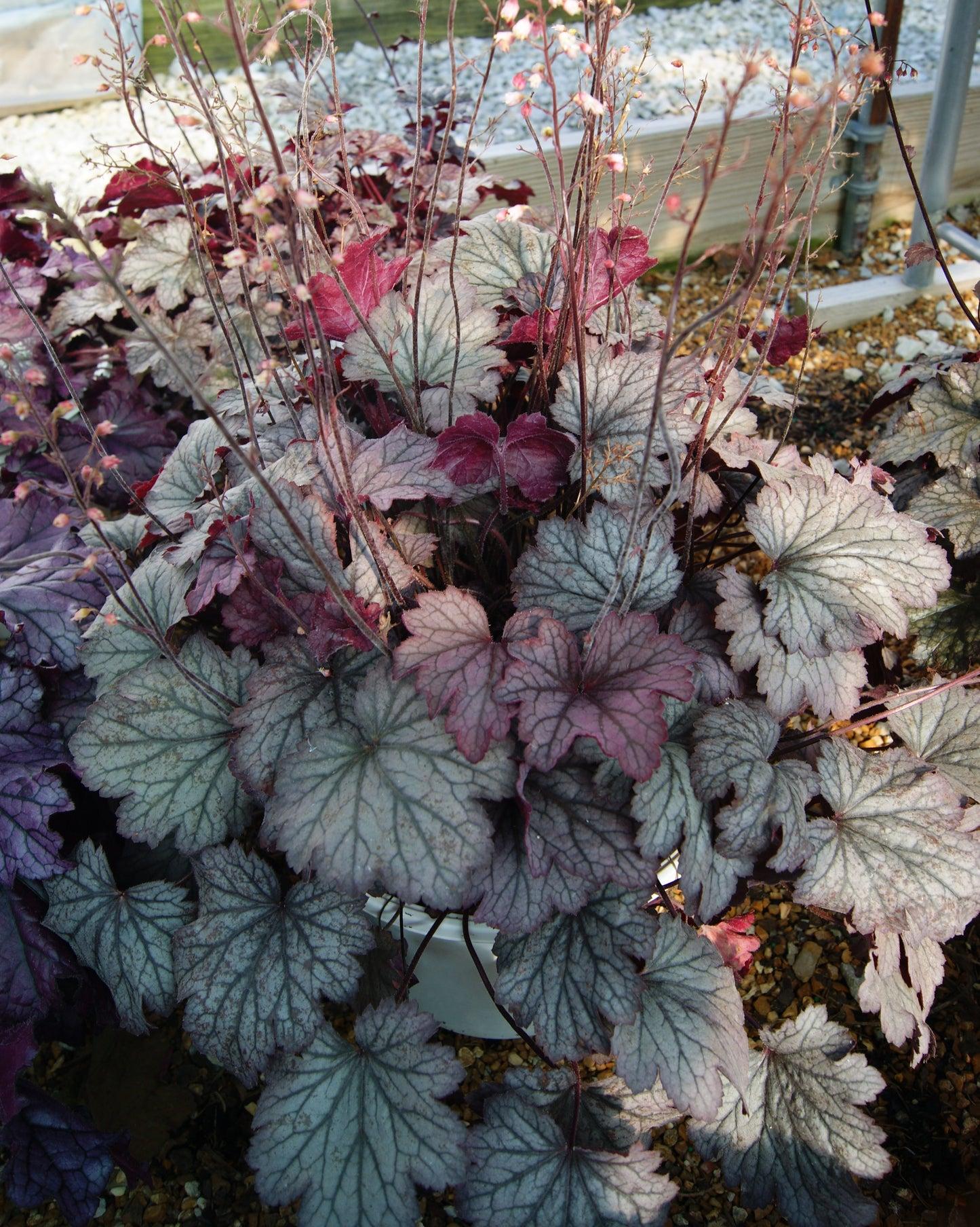 Heuchera X Villosa 'carnival Rose Granita' - View 13 from www redcrocus com