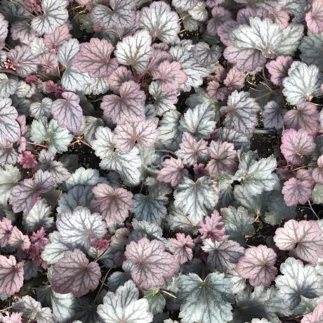 Heuchera X Villosa 'carnival Rose Granita' - View 14 from www redcrocus com