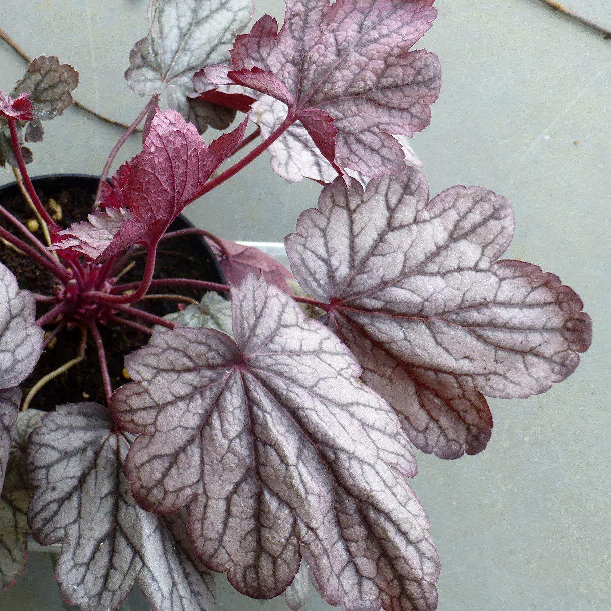 Heuchera X Villosa 'carnival Rose Granita' - View 15 from www redcrocus com