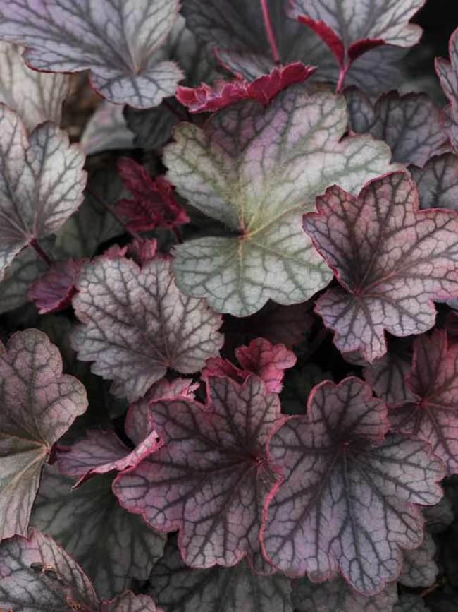 Heuchera X Villosa 'carnival Rose Granita' - View 1 from www redcrocus com
