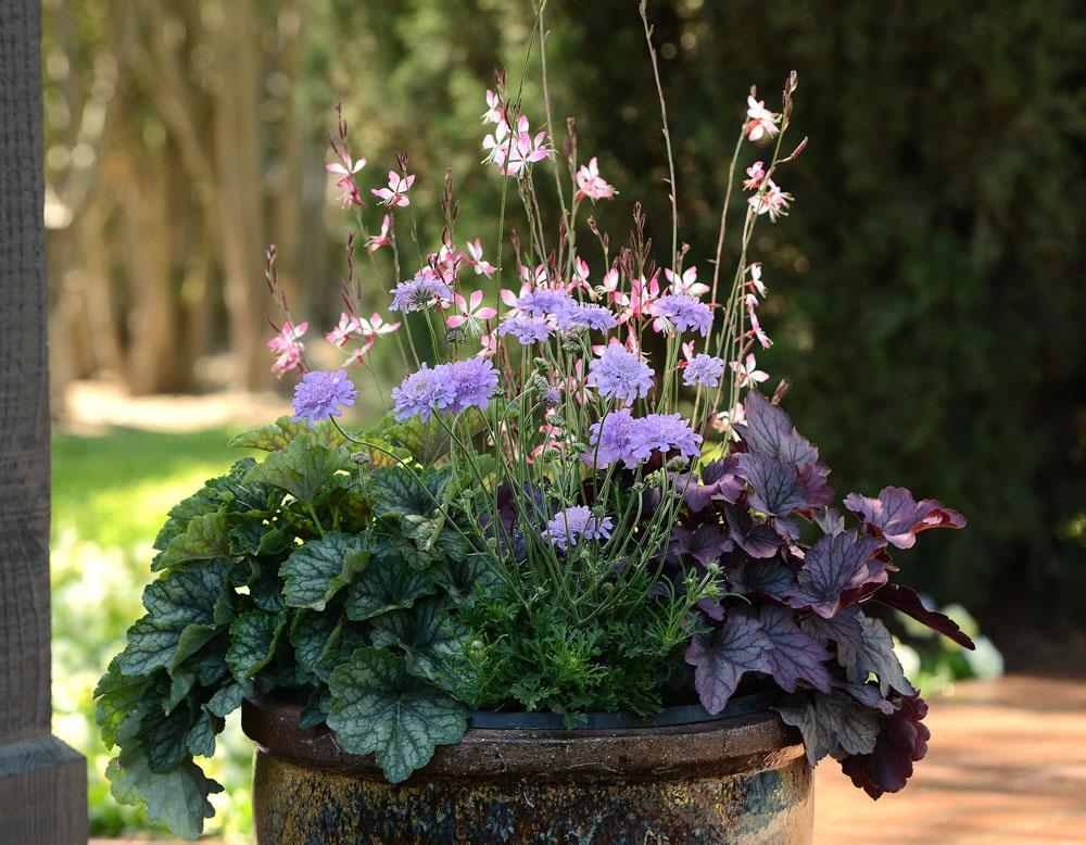 Heuchera X Villosa 'carnival Rose Granita' - View 2 from www redcrocus com