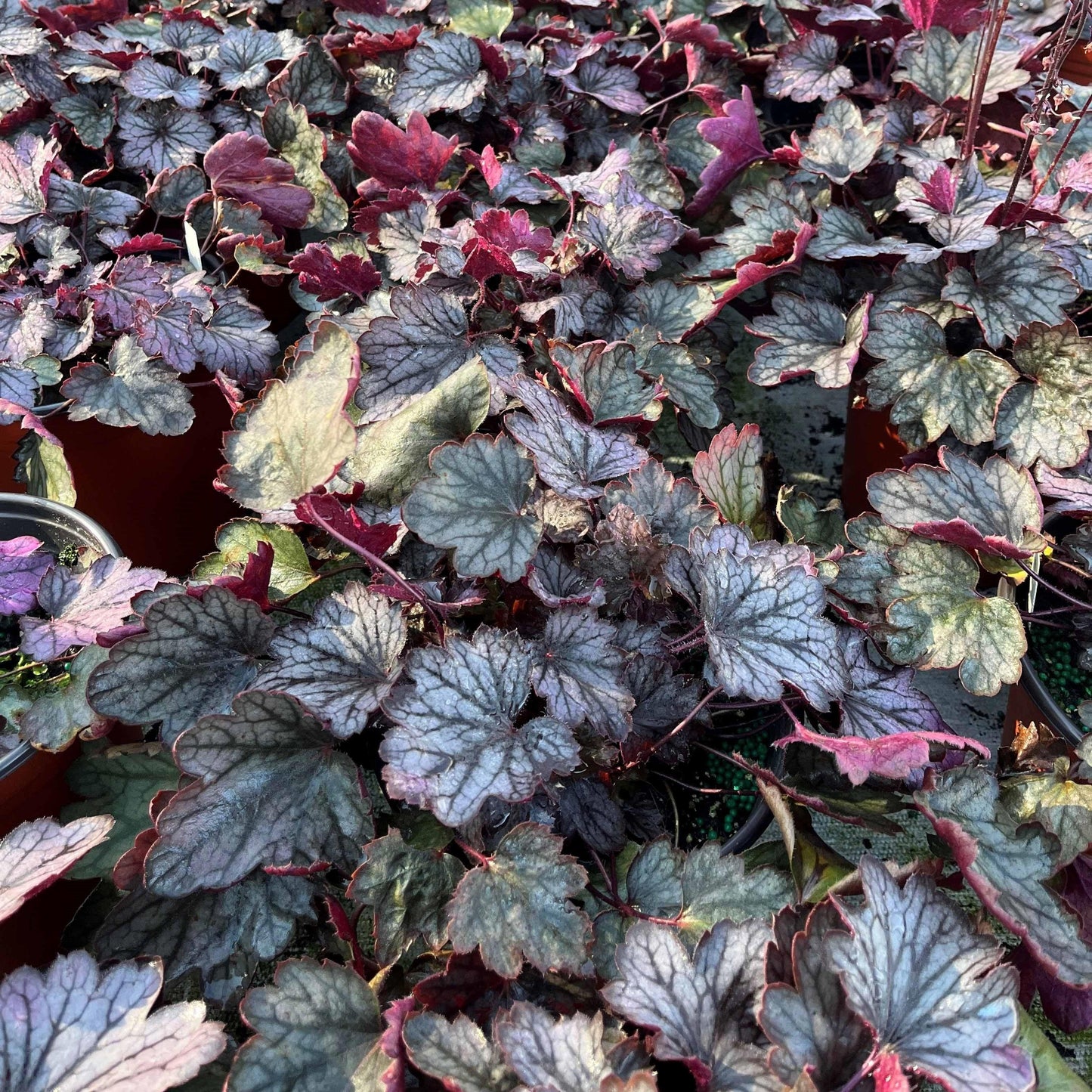 Heuchera X Villosa 'carnival Rose Granita' - View 4 from www redcrocus com