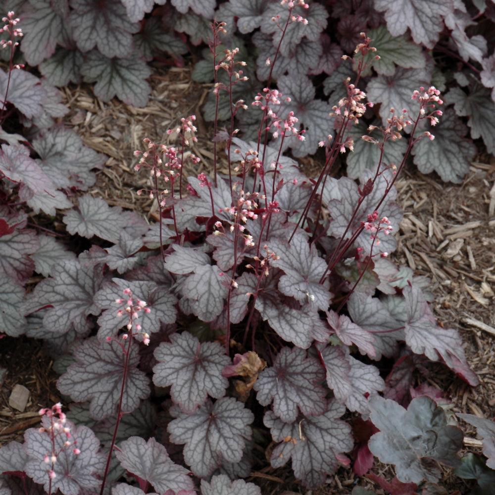 Heuchera X Villosa 'carnival Rose Granita' - View 7 from www redcrocus com