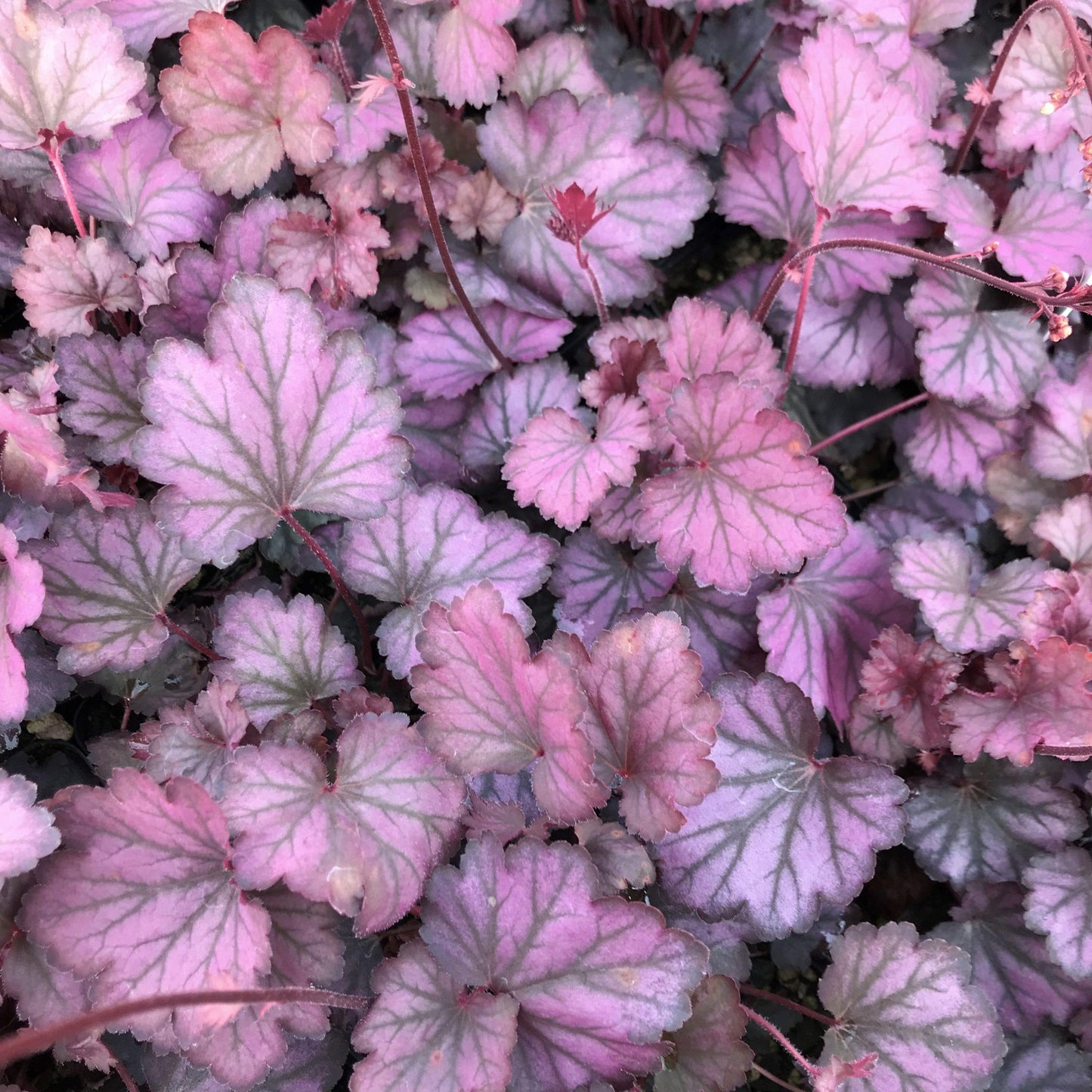 Heuchera X Villosa 'carnival Rose Granita' - View 8 from www redcrocus com