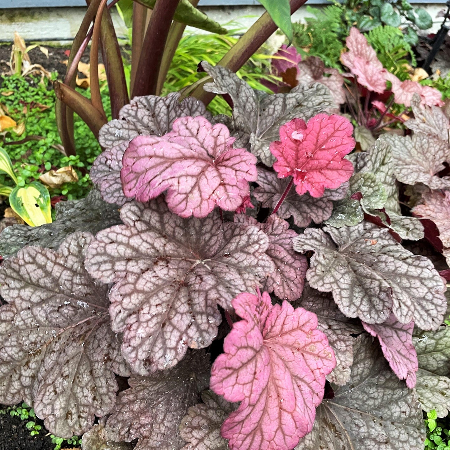 Heuchera X Villosa 'carnival Rose Granita' - View 9 from www redcrocus com