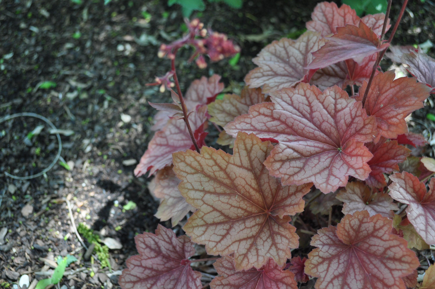Heuchera X Villosa 'carnival Watermelon' - View 12 from www redcrocus com