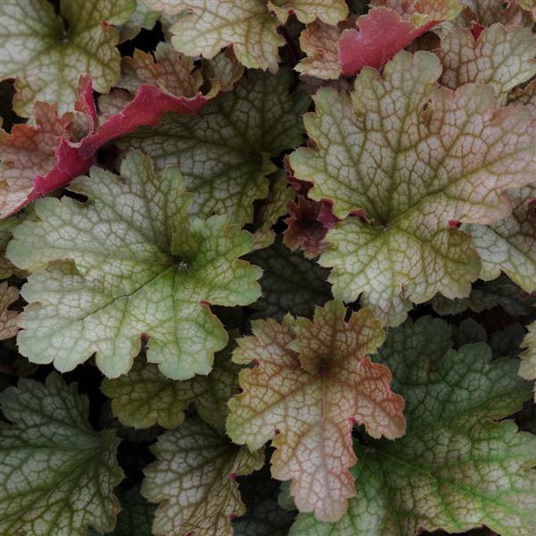 Heuchera X Villosa 'carnival Watermelon' - View 14 from www redcrocus com