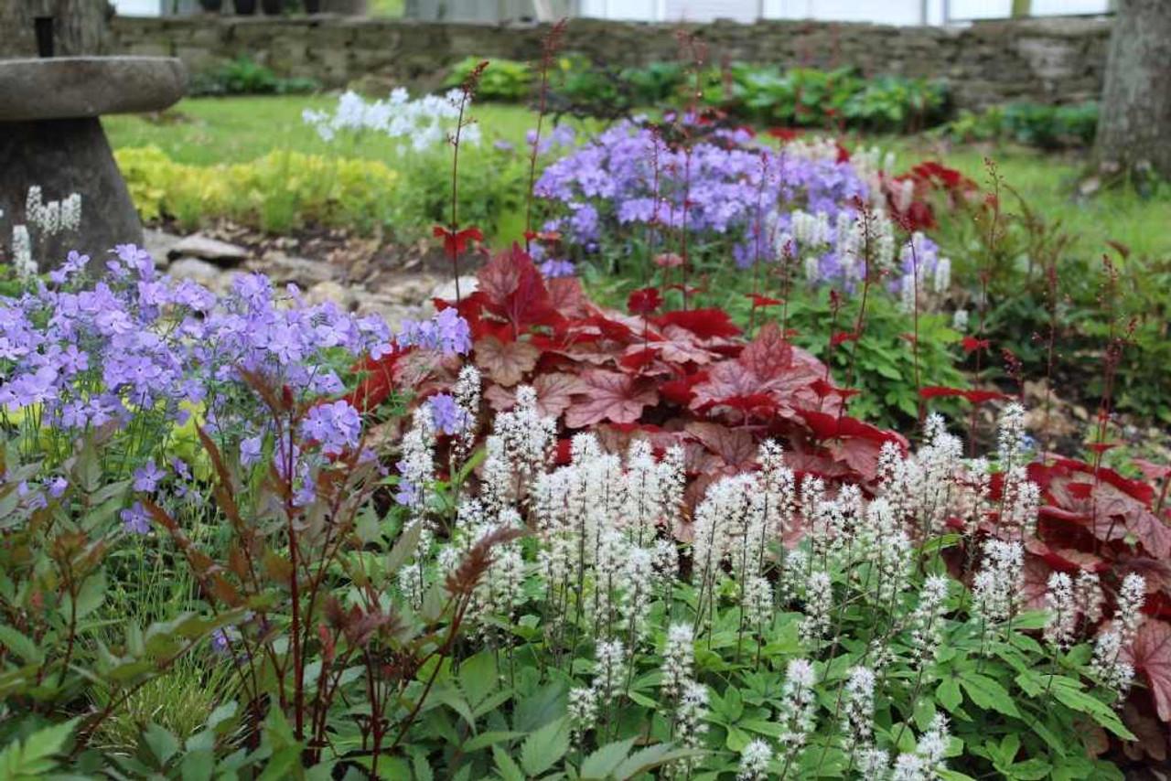 Heuchera X Villosa 'carnival Watermelon' - View 15 from www redcrocus com