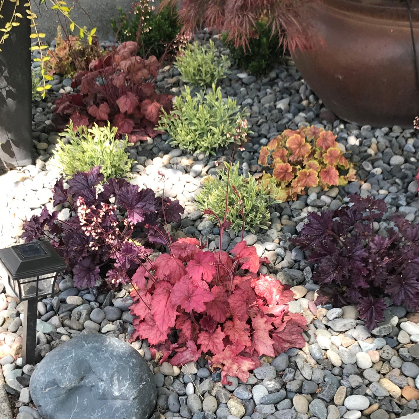 Heuchera X Villosa 'carnival Watermelon' - View 16 from www redcrocus com