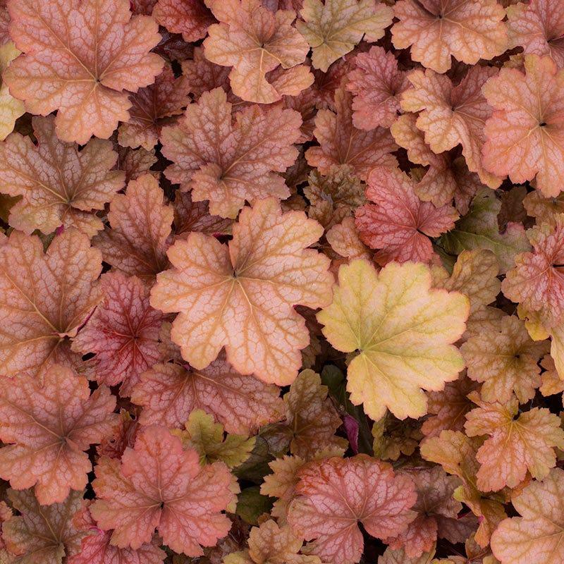 Heuchera X Villosa 'carnival Watermelon' - View 17 from www redcrocus com