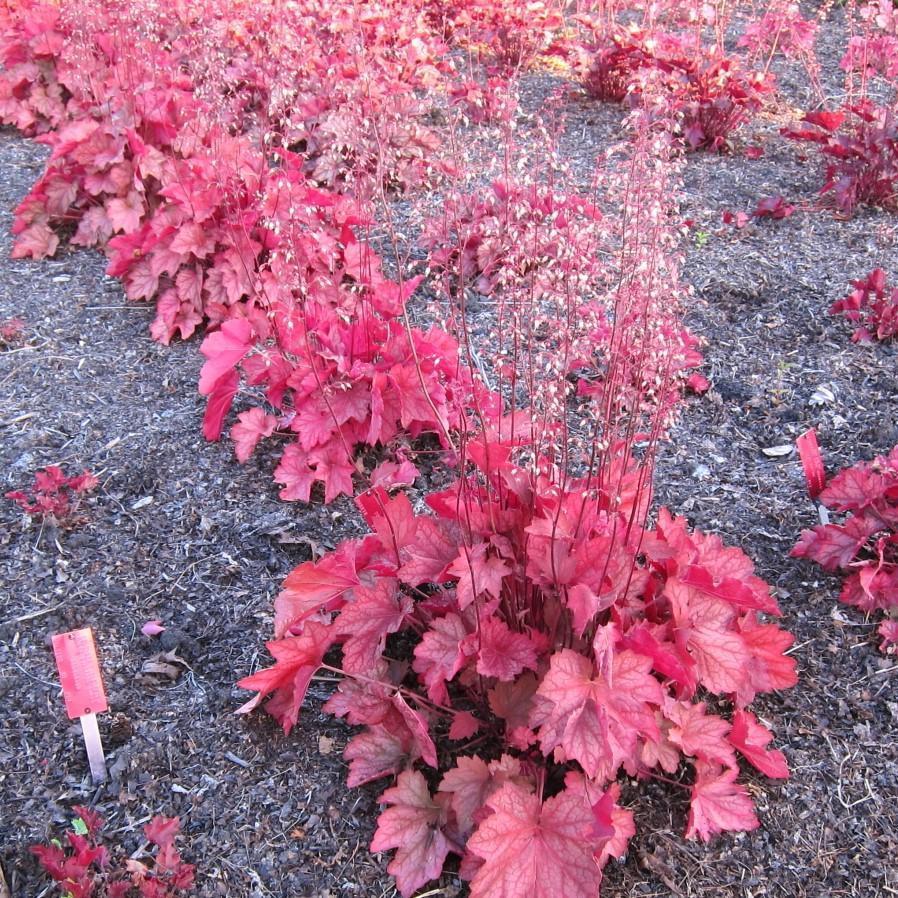 Heuchera X Villosa 'carnival Watermelon' - View 18 from www redcrocus com