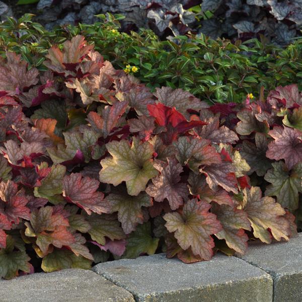 Heuchera X Villosa 'carnival Watermelon' - View 2 from www redcrocus com