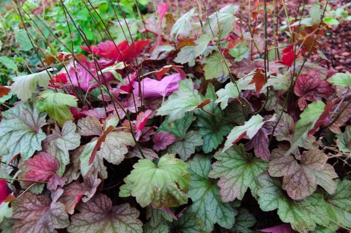 Heuchera X Villosa 'carnival Watermelon' - View 3 from www redcrocus com