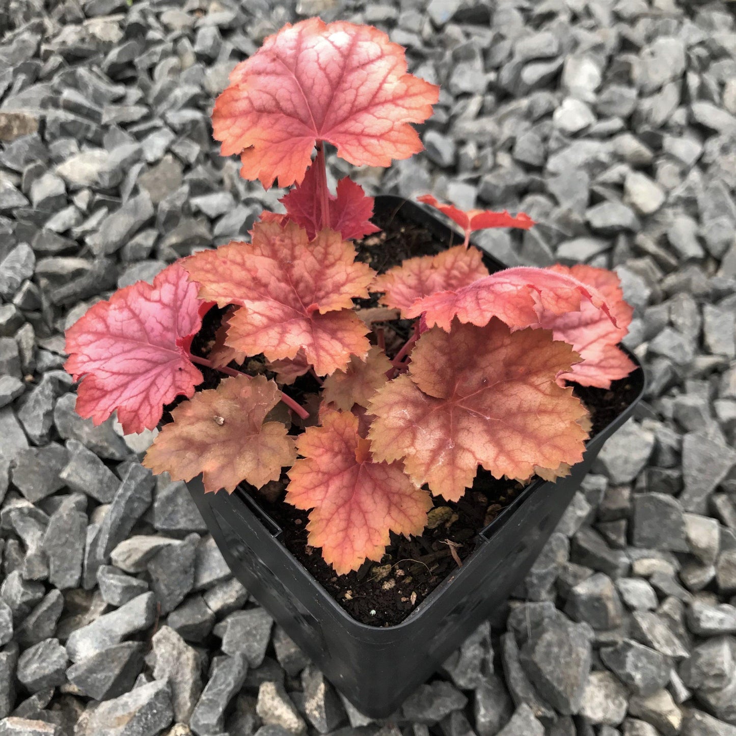 Heuchera X Villosa 'carnival Watermelon' - View 4 from www redcrocus com