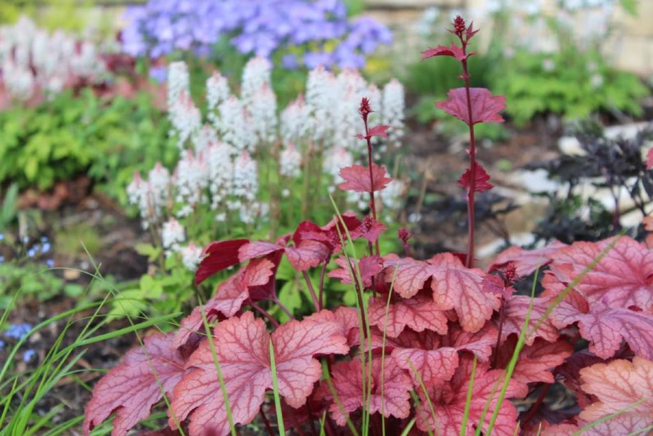 Heuchera X Villosa 'carnival Watermelon' - View 5 from www redcrocus com