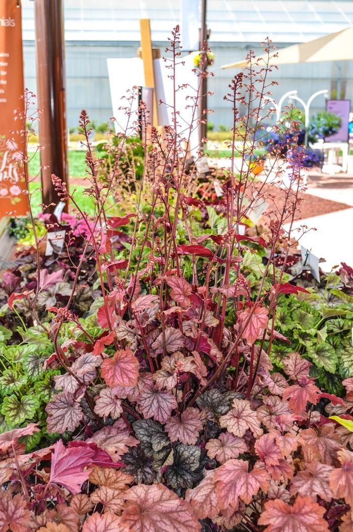 Heuchera X Villosa 'carnival Watermelon' - View 6 from www redcrocus com
