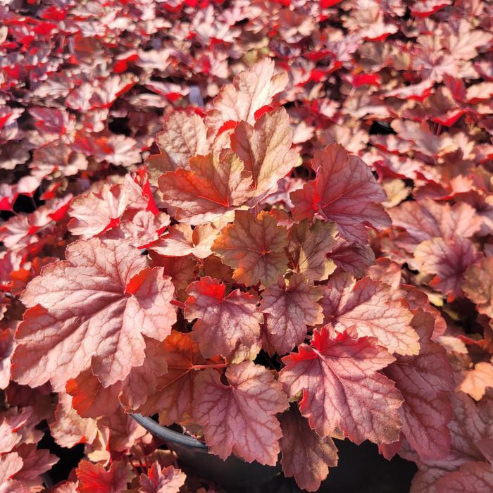 Heuchera X Villosa 'carnival Watermelon' - View 7 from www redcrocus com