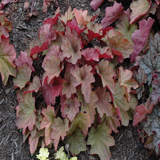 Heuchera X Villosa 'carnival Watermelon' - View 8 from www redcrocus com