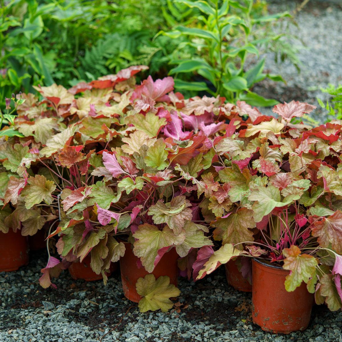 Heuchera X Villosa 'carnival Watermelon' - View 9 from www redcrocus com