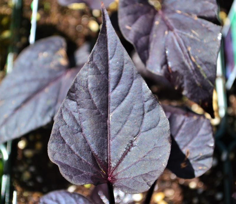 Ipomoea Sweet Georgia Deep Purple - View 11 from www redcrocus com