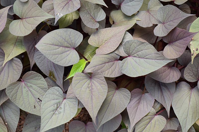 Ipomoea Sweet Georgia Deep Purple - View 12 from www redcrocus com