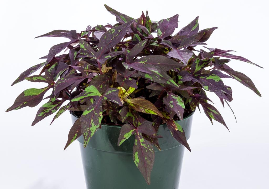 Ipomoea Sweet Georgia Deep Purple - View 13 from www redcrocus com