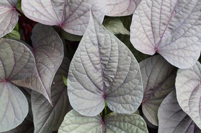 Ipomoea Sweet Georgia Deep Purple - View 14 from www redcrocus com