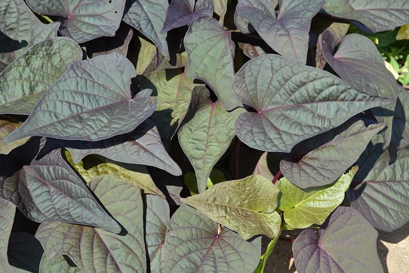 Ipomoea Sweet Georgia Deep Purple - View 3 from www redcrocus com