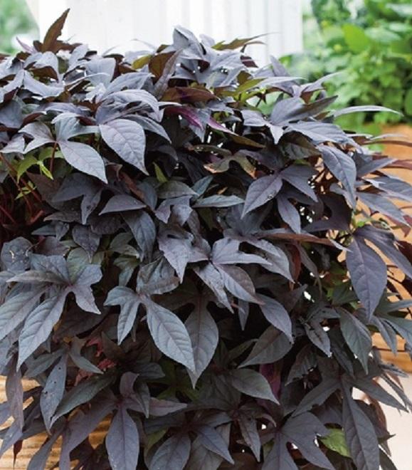 Ipomoea Sweet Georgia Deep Purple - View 4 from www redcrocus com