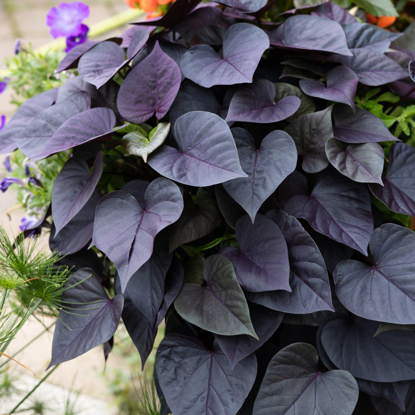 Ipomoea Sweet Georgia Deep Purple - View 6 from www redcrocus com