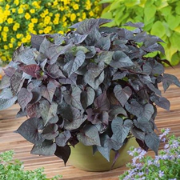 Ipomoea Sweet Georgia Deep Purple - View 7 from www redcrocus com