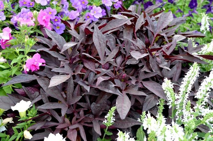 Ipomoea Sweet Georgia Deep Purple - View 9 from www redcrocus com