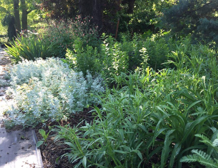 Artemisia Stelleriana 'silver Brocade' - View 13 from www redcrocus com