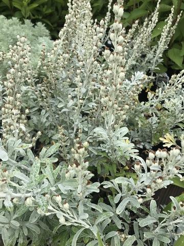 Artemisia Stelleriana 'silver Brocade' - View 16 from www redcrocus com