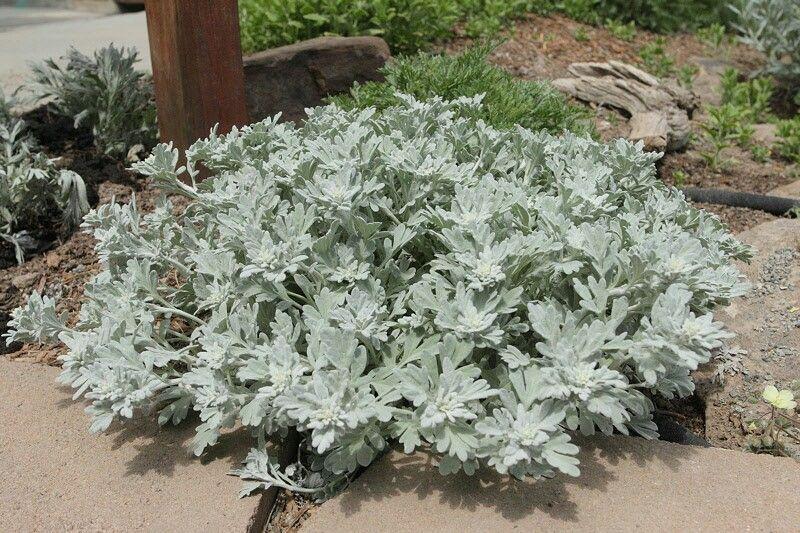 Artemisia Stelleriana 'silver Brocade' - View 17 from www redcrocus com