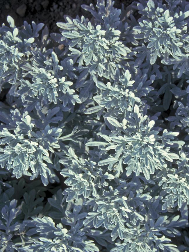 Artemisia Stelleriana 'silver Brocade' - View 2 from www redcrocus com