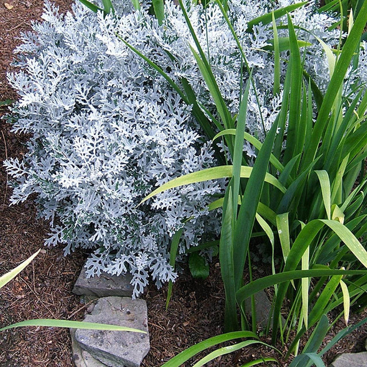 Artemisia Stelleriana 'silver Brocade' - View 5 from www redcrocus com